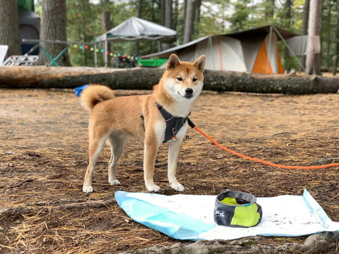 Dog-Friendly Camping in Canada: Rules, Safety, and Essential Gear